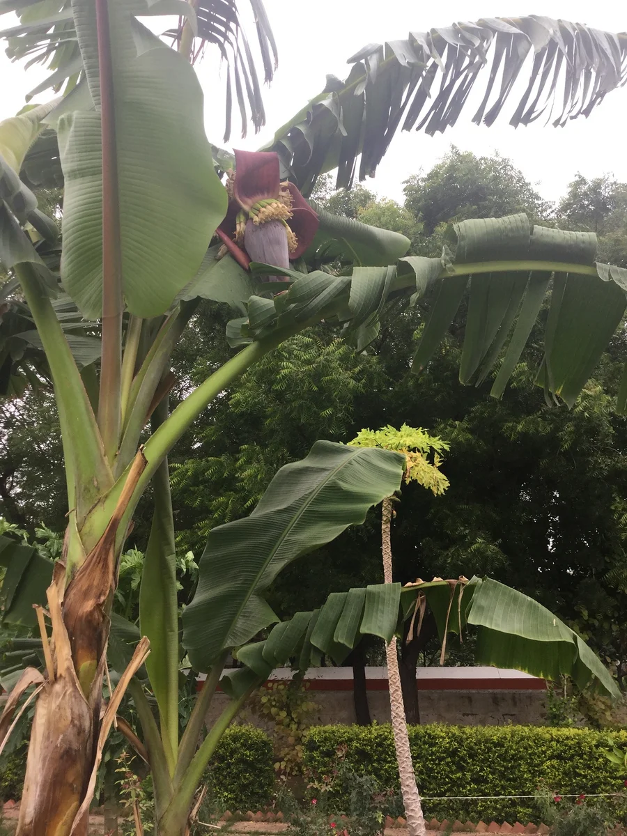 flowers must be removed if bananas are to grow